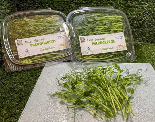 Pea Shoots Microgreens - Image 2