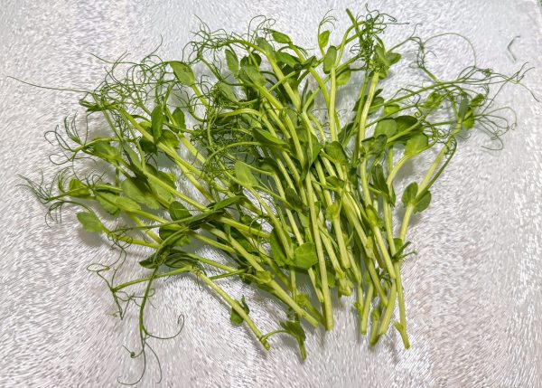 Pea Shoots Microgreens