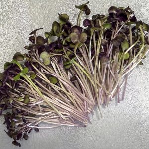 Radish Microgreens
