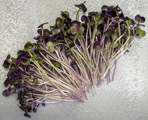 Radish Microgreens