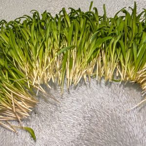 Spinach Microgreens