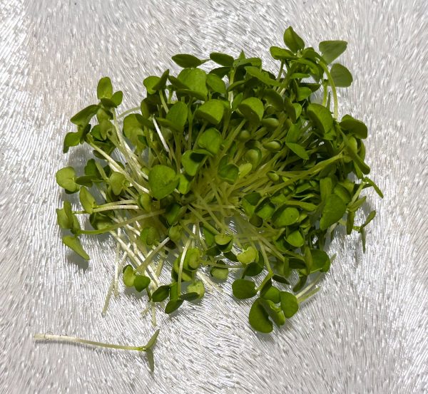 Basil Microgreens