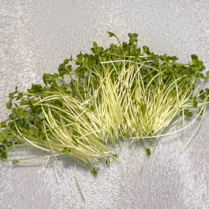 Broccoli Microgreens