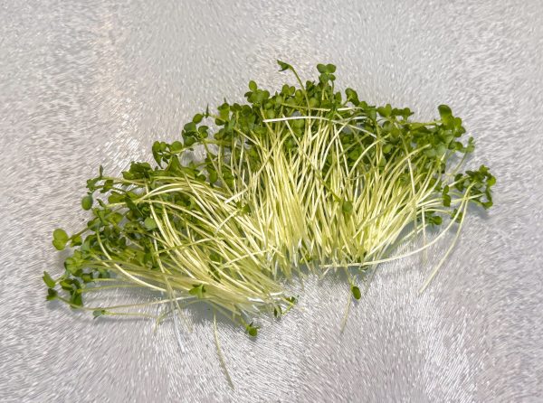 Broccoli Microgreens
