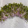 Kohlrabi Cabbage Microgreens