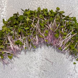 Kohlrabi Cabbage Microgreens