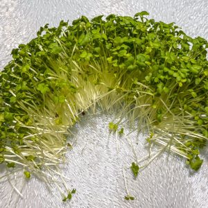 Spicy Oriental Mustard Microgreens