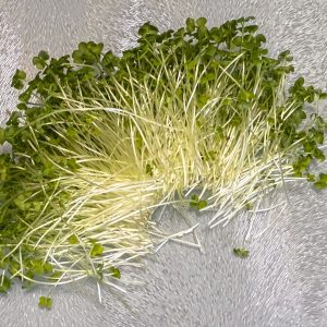 Wasabi Mustard Microgreens