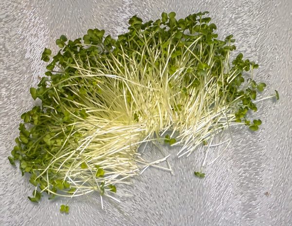 Wasabi Mustard Microgreens