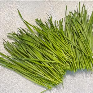 Wheatgrass Microgreens