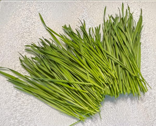 Wheatgrass Microgreens