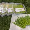 Wheatgrass Microgreens - Image 2