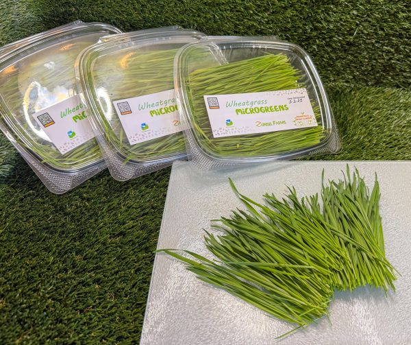 Wheatgrass Microgreens - Image 2