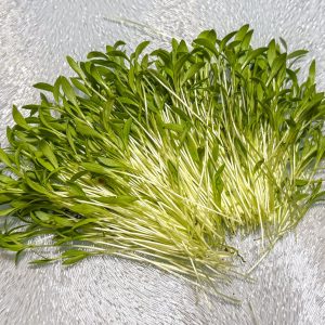 Cilantro Microgreens