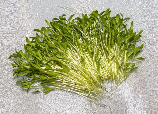 Cilantro Microgreens