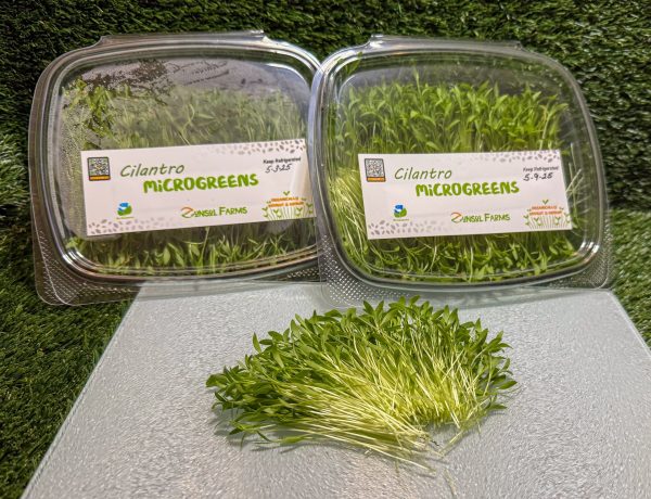 Cilantro Microgreens - Image 2